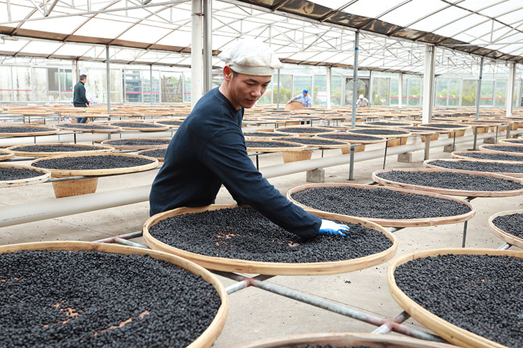 Preserved Dried Salted Black Beans